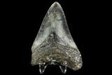 Bargain, Fossil Megalodon Tooth - North Carolina #124766-2